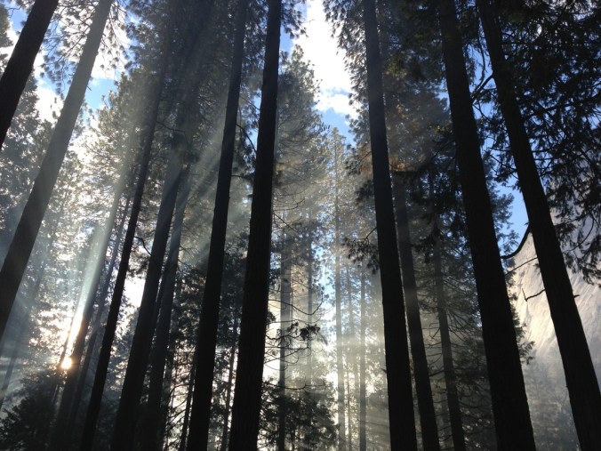 redwoods